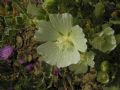 Malva agrigentina